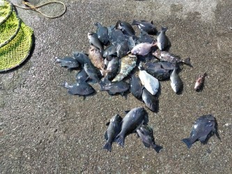 一文字でグレ釣れてます・